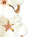 fleurs1