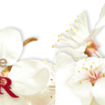 cropped-fleursmodif24.png