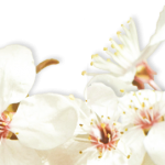cropped-fleursmodif41.png