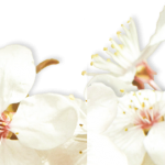 fleursmodif2.png